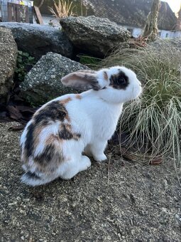 Zakrslý beránek - holčička ❤️ - 3