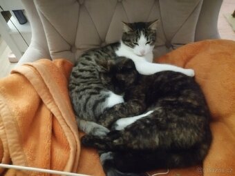 Milý kocourek Hubi hledá nový domov - 3