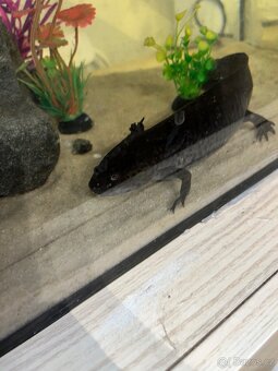 Axolotl Mexický 2x - 3