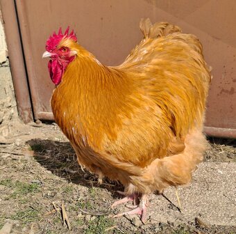 Kohout orpingtonky - 3