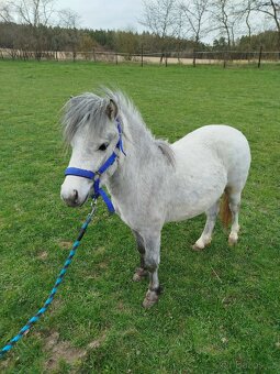 Welsh part bred pony wpb - 3