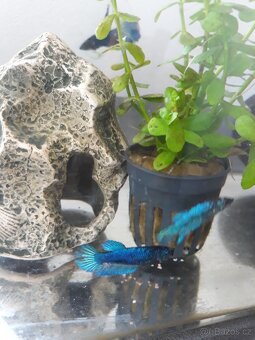 Bojovnice Betta - 3