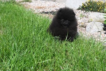 Pomeranian s PP - 3