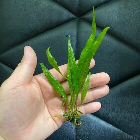 Akvarijni rostlinky - Microsorum Pteropus / hnedovka - 3