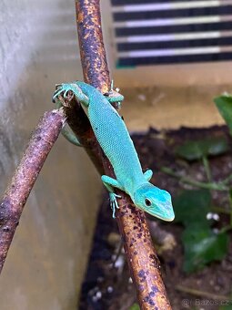 Gastropholis Prasina - 3