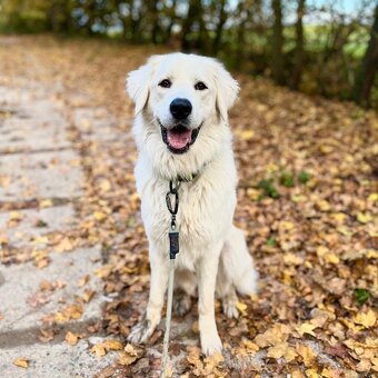 Slovenský čuvač - 3