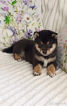 Shiba inu - 3