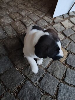 Štěňata kříženci - 3