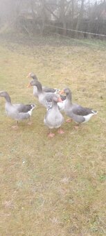 Prodám husy - 3