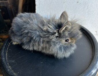 Zakrslí králící - stáří 2 měsíce - 3