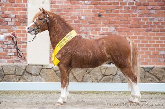 Připouštění Belgickým hřebcem Welsh mountain pony - 3