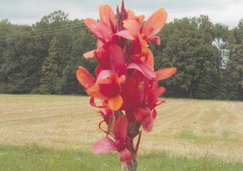 Jiřiny, dosny, arisaema - 3