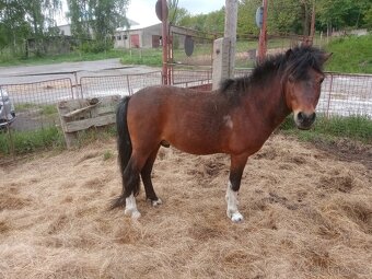 Ponny - 3