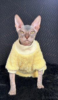 Don Sphynx PP - 3