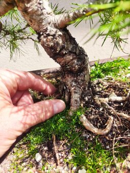 Tvarovaný strom, bonsai, niwaki, yamadori - 3