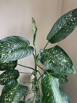 Dieffenbachie/Dieffenbachia (210cm) - 3