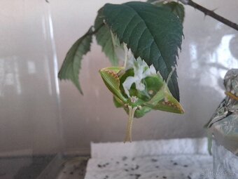 12ks Vajíčka Lupenitky filipínské - Phyllium sp./Leaf insect - 3