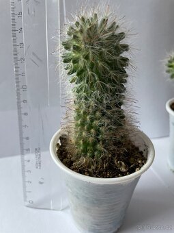 Kaktusy - 3