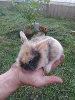 Vymazlení zakrslý králíčci - 3