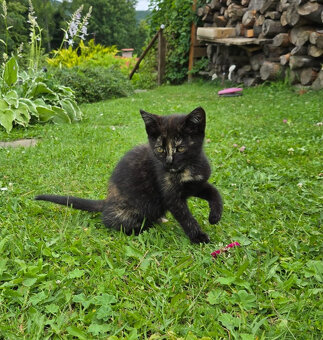 Melírovaná kočička Katy, 2 měsíce - 3