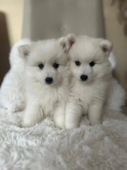 štěně japonský špic fena - 3