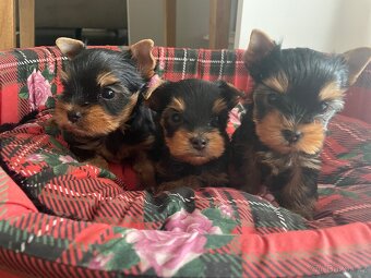 Jorkširský teriér s průkazem puvodu - 3