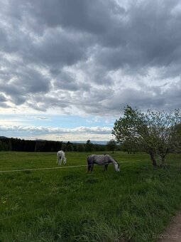 Pastevní ustájení - 3