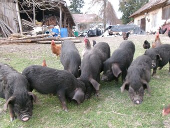 Nabízím činská prasata - 3