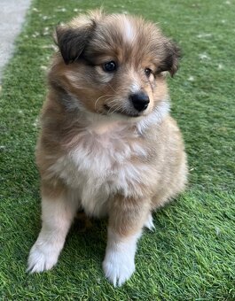 Sheltie Šeltie s PP - 3