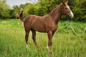 Prodám hřebce Appaloosa horse nar. v květnu 2023 - 3