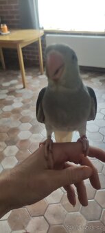 Ručně dokrmené mimino - 3