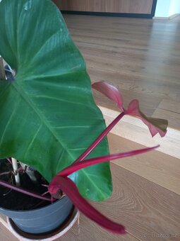 Philodendron Red - 3