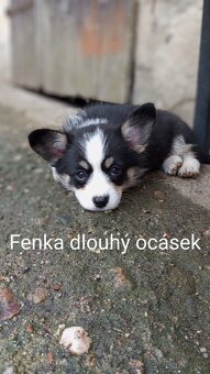 Welsh Corgi Pembroke, s PP FCI, NATURAL BOB - 3
