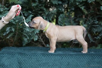 Rhodéský ridgeback s PP posledni volné štěňatka..vrh E - 3
