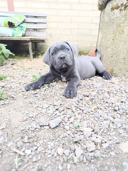 Cane corso s PP /FCI/ - 3