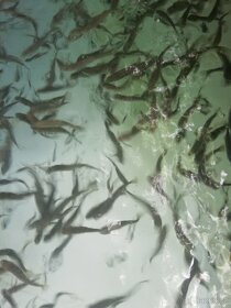 Plůdek pstruha duhového - 3