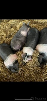 Přeštická selata a růžová selata - 3