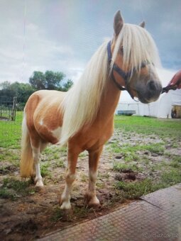 Pony plemenný žrebec - 3