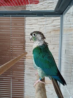 Pyrura zelenolici tyrkys - 3