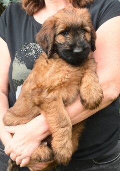 Briard plavý- štěňata, fenky - 3