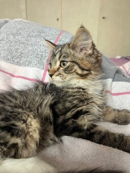 bristká kočička - 3