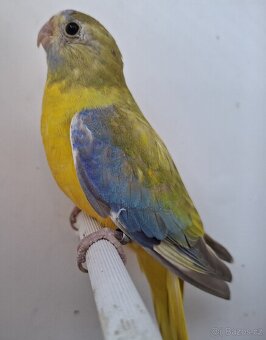 Neoféma tyrkysová žltobruchá - 3