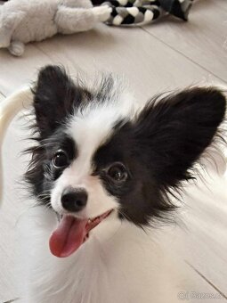 Papillon s PP - pejsek - 3