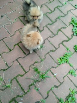 POMERANIAN - 3