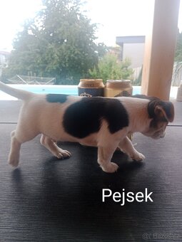 Jack Russell teriér - 3