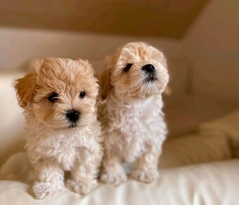 Maltipoo - 3