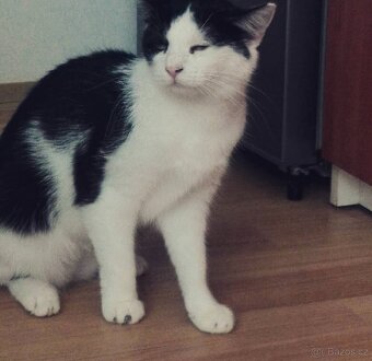 Kočička Minnie - 3