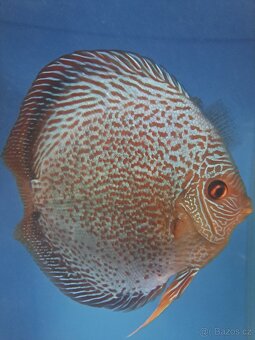 Discus-Terčovec - 3