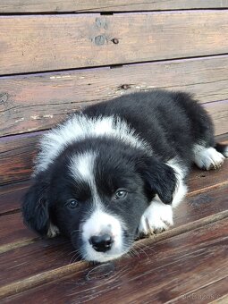 Border kolie bez pp - 3