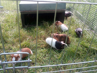 Prodám mláďata Morčat ( Morče Domácí ) - 3